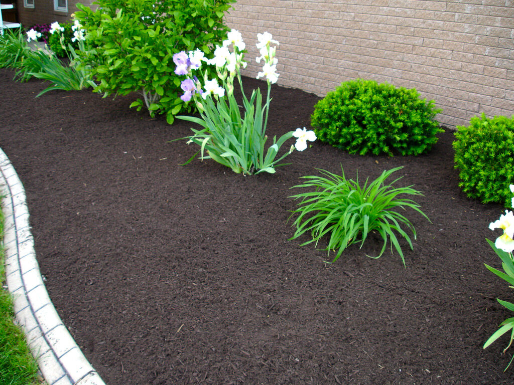 Black Dye Mulch